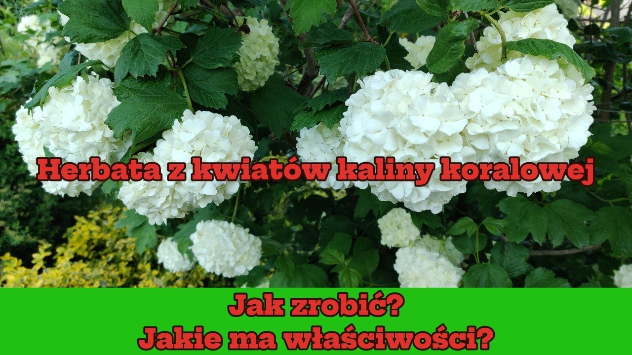 Herbata z kwiat&oacute;w kaliny koralowej. Jak zrobić? Jakie ma właściwości?
