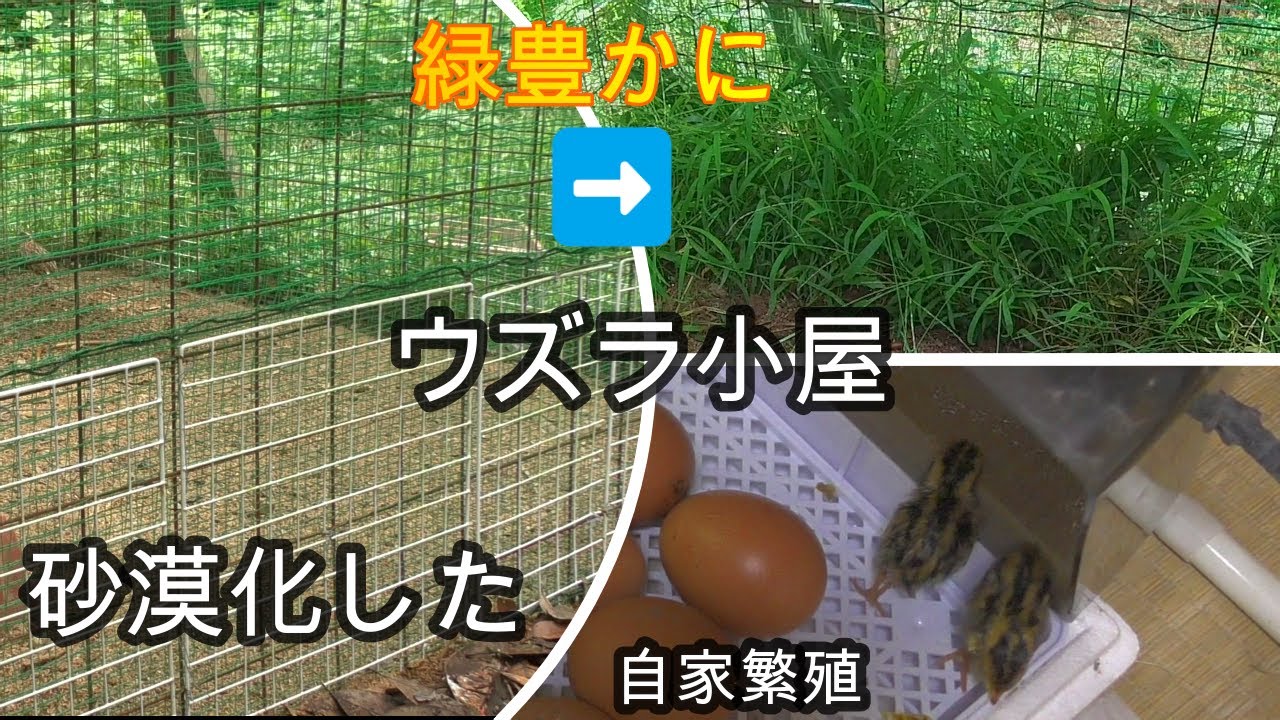 （養鶉）うずら飼育　砂漠化したウズラ小屋が緑豊かに生まれ変わる！と自家繁殖　ウズラの卵自給自足