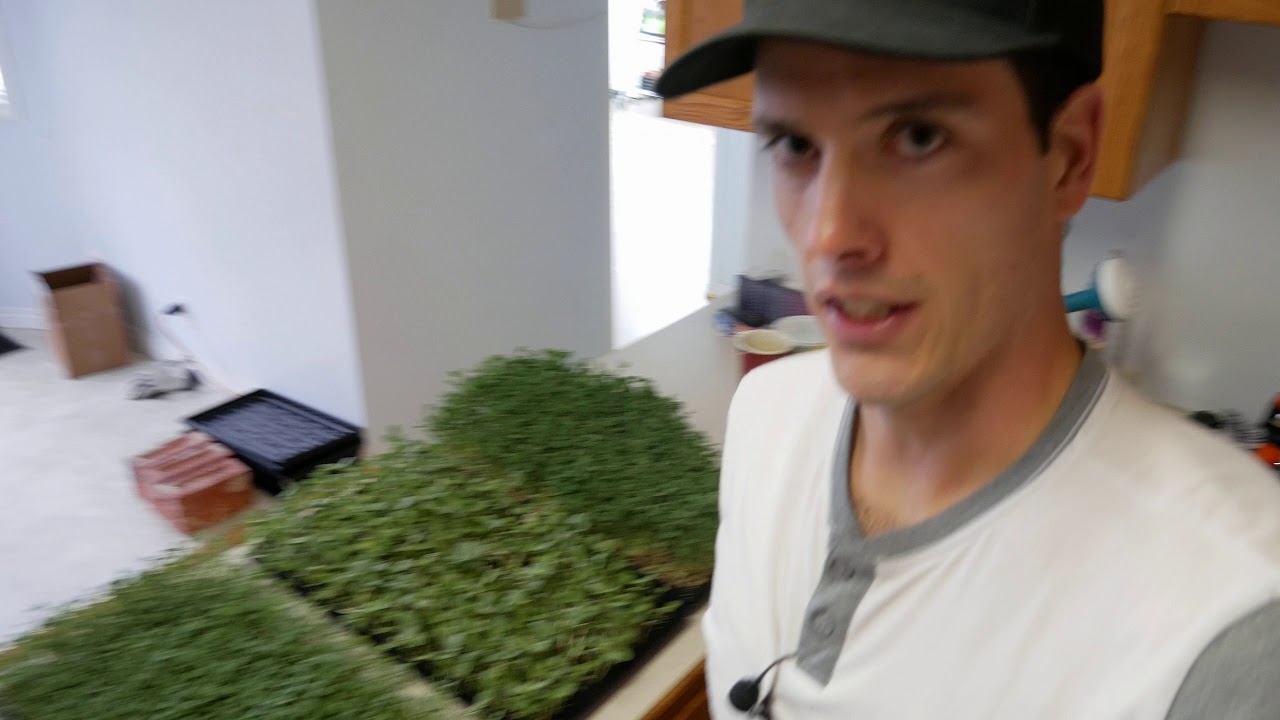 Watering Microgreens - Top & Bottom Watering Methods
