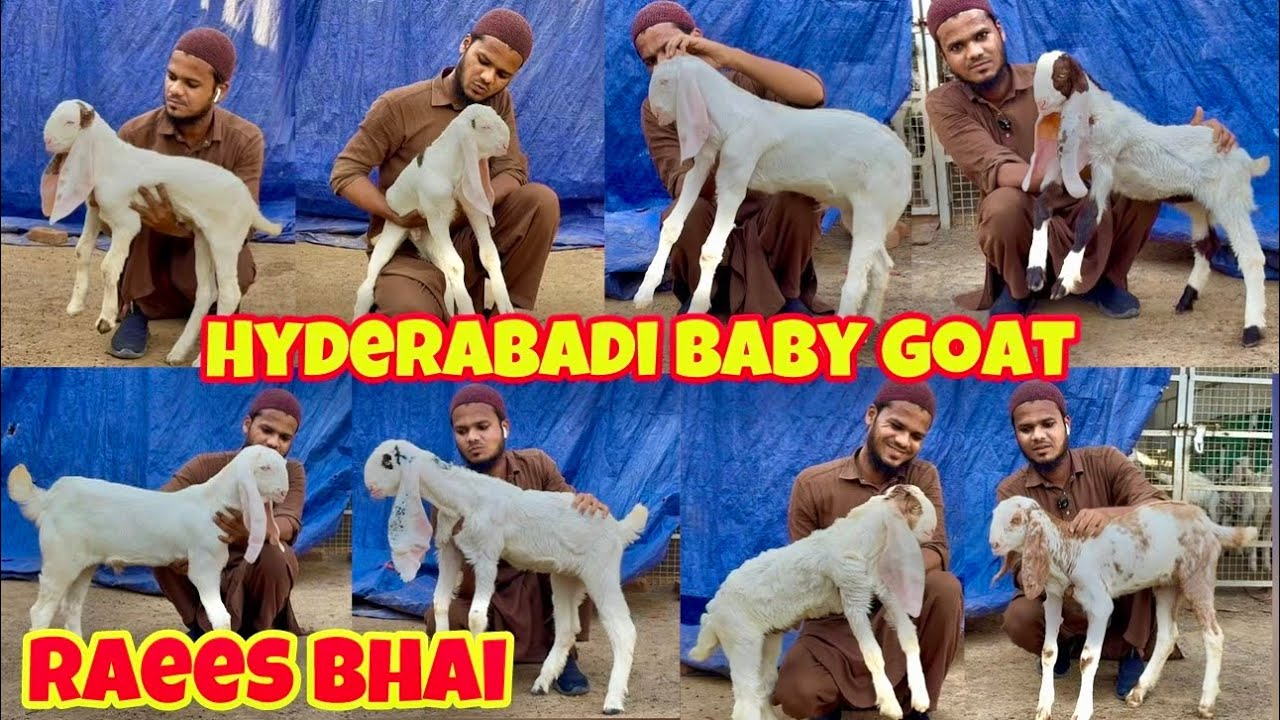 Samandar Of Hyderabadi Goat Kid And Hydpat Male Female Kid Bade Kar Ke Breeder Banao At Raees Bhai 