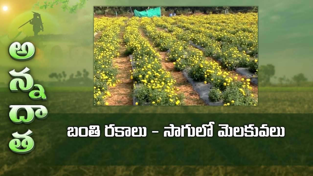 Marrygold farming for good yields | ETV