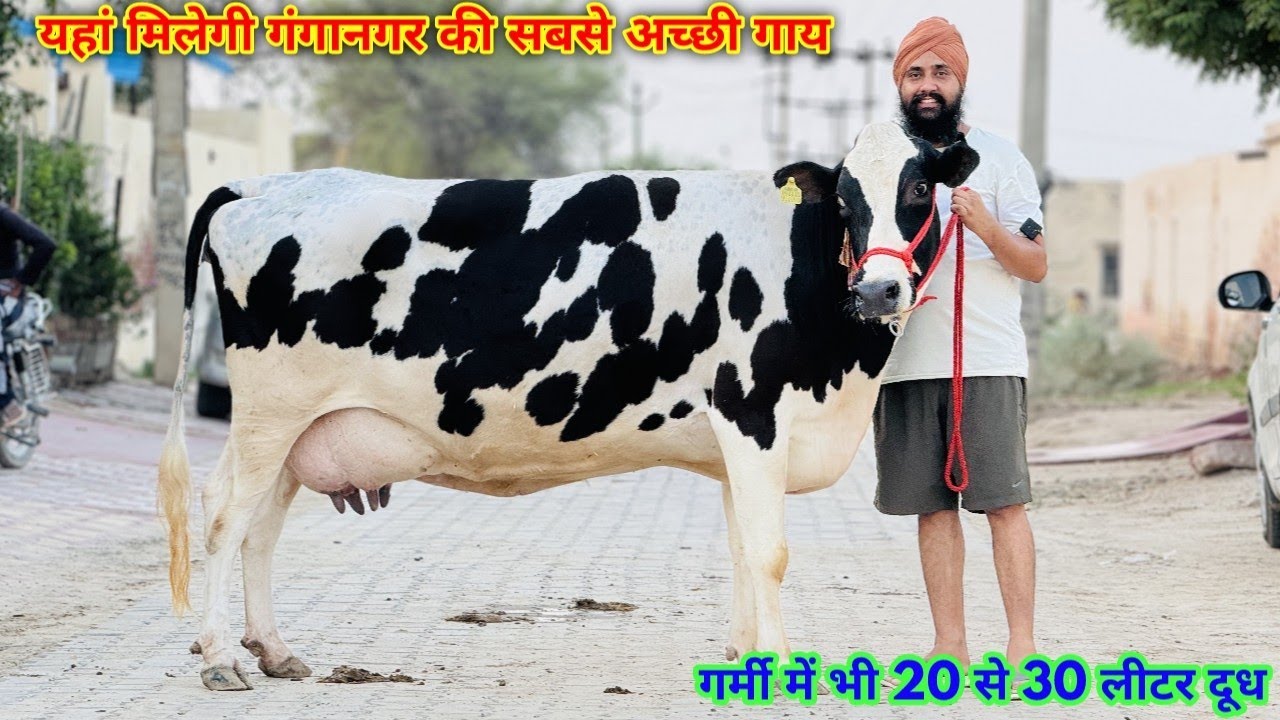 20 से 30 लीटर दूध की 10 गाय गुजरात के लिए, Top Breed Cows From Sri Ganganagar, Gill Dairy Farm