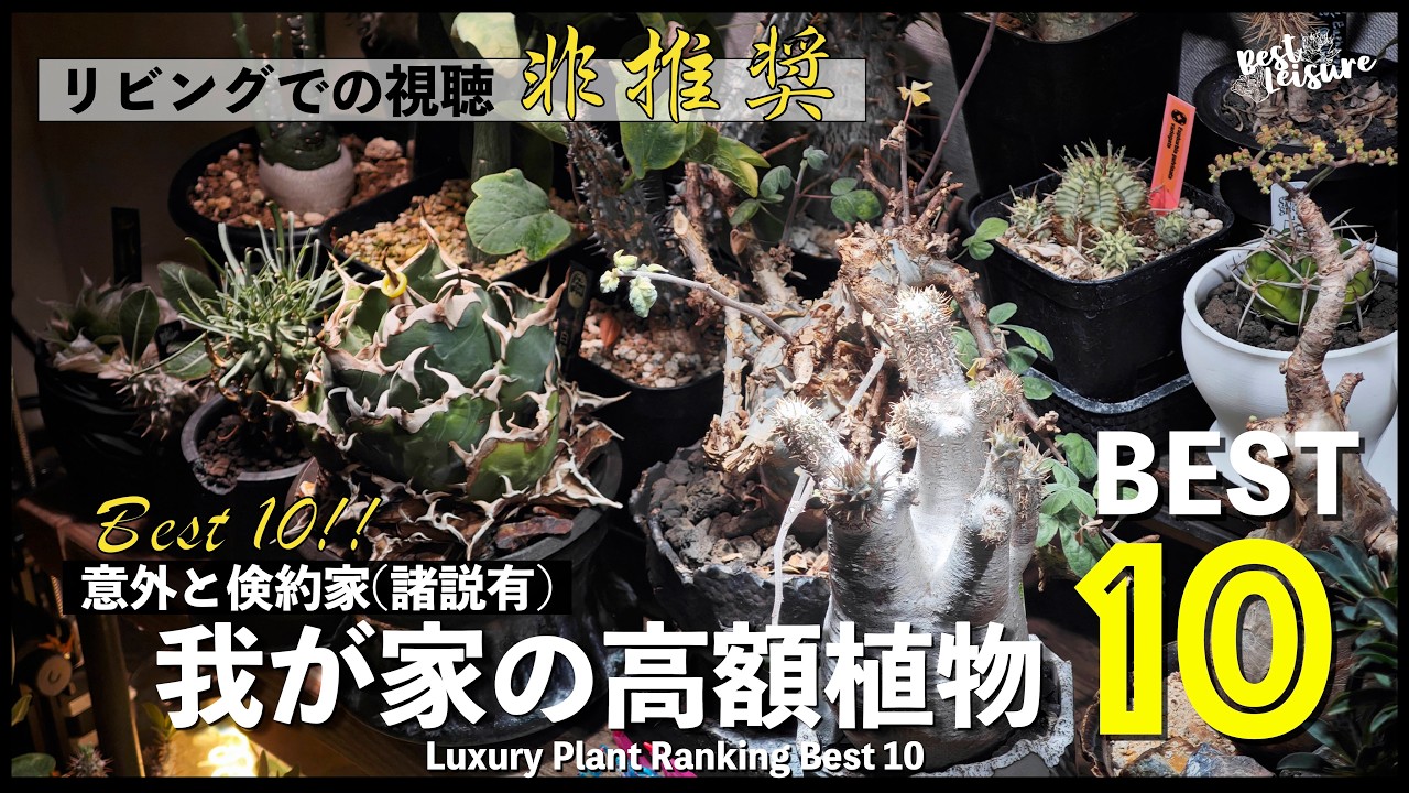 我が家の高級植物ランキングBEST10をまとめたら意外と・・・倹約家！？｜珍奇植物｜多肉植物｜塊根植物｜アガベ｜パキポディウム｜ユーフォルビア｜