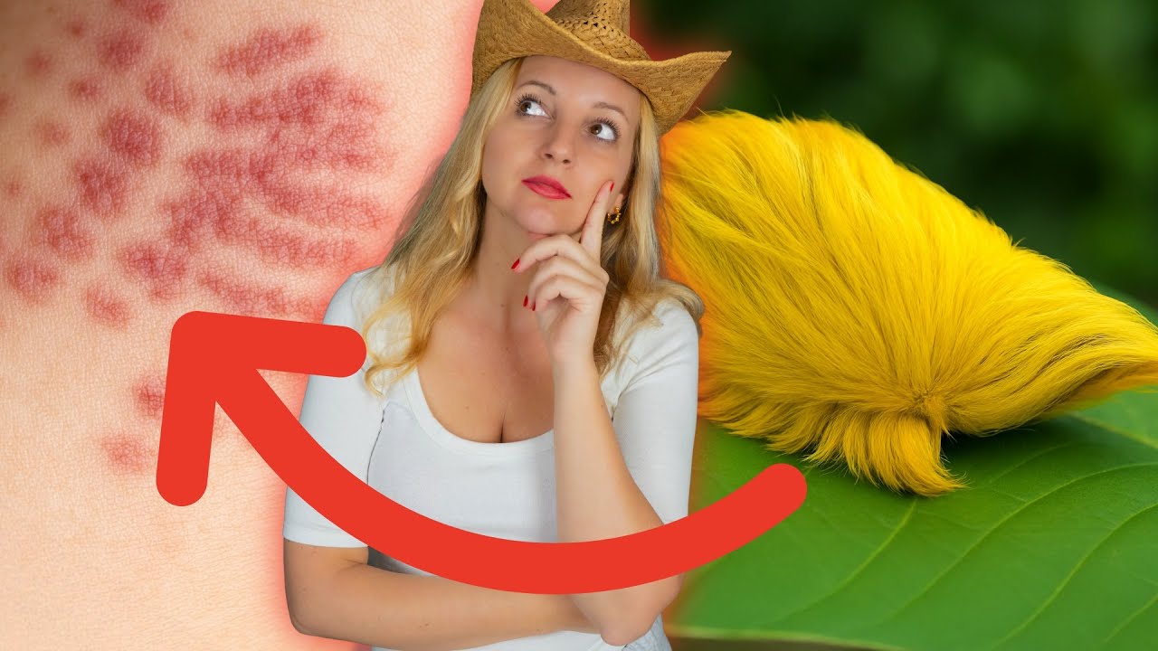 TOP 5  NAJPIĘKNIEJSZE I Najbardziej TOKSYCZNE Zwierzęta Świata