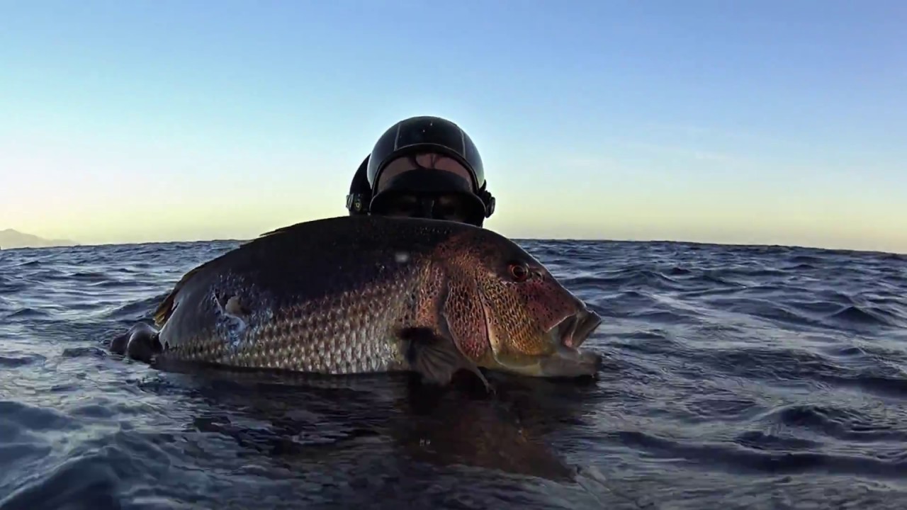 Big Dentex of December by Calibro 12 & Monkeysub 8mm / Denticione invernale
