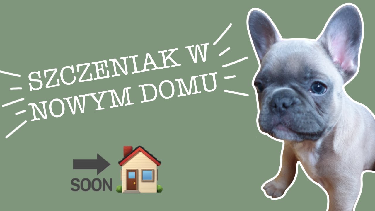 TO MIAŁ BYĆ ZWYKŁY SZCZENIAK... słodki Buldog Francuski