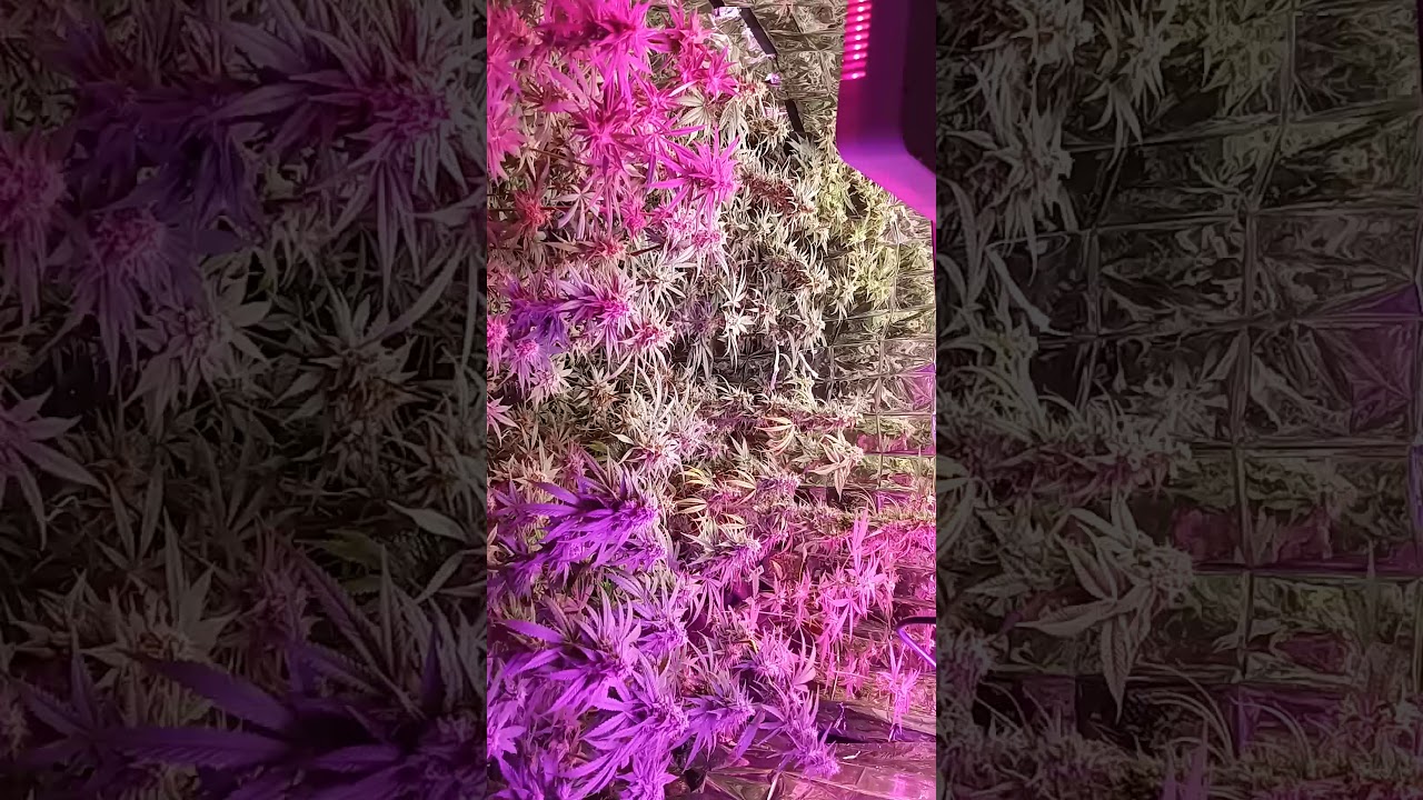Grow Big Buds 2021