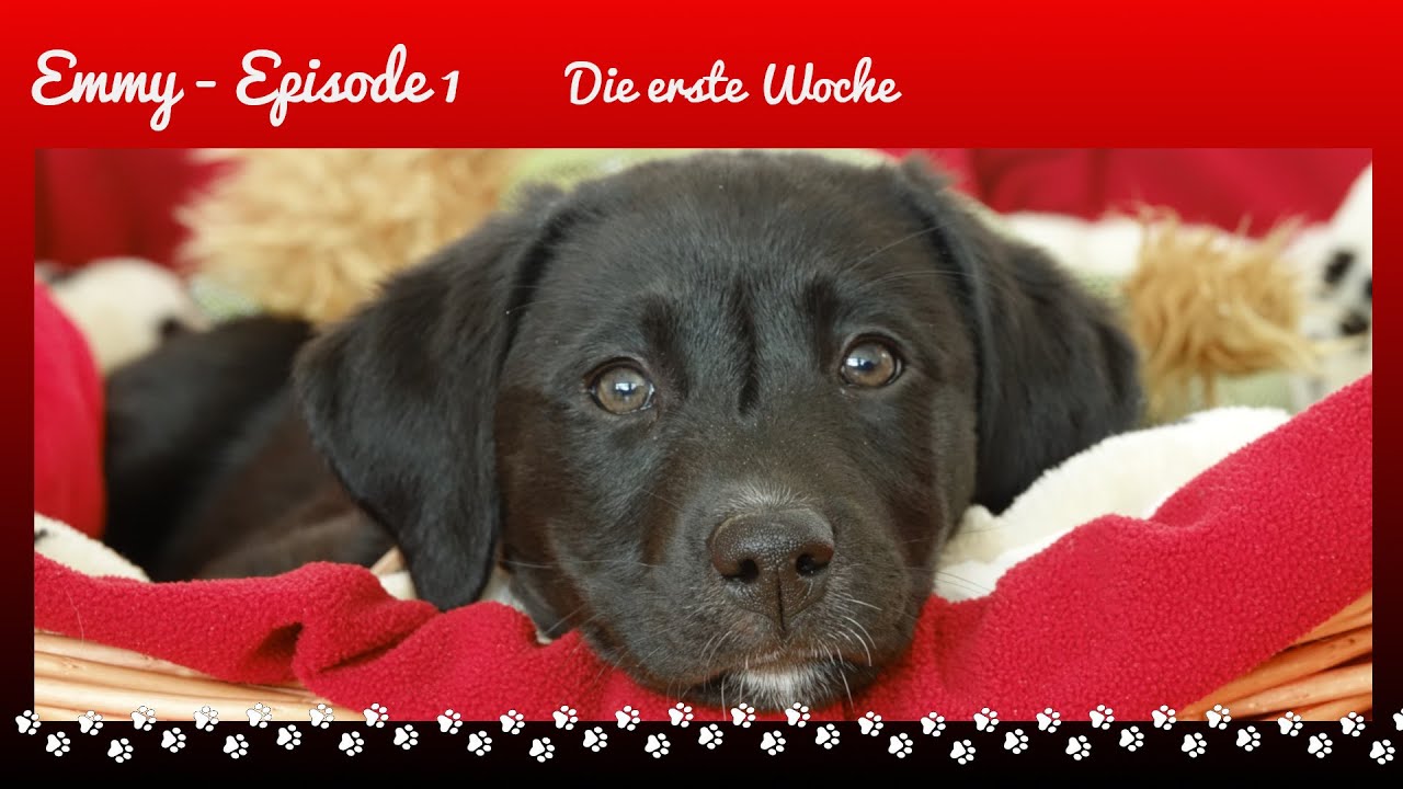 Welpe Emmy #1 - Die erste Woche