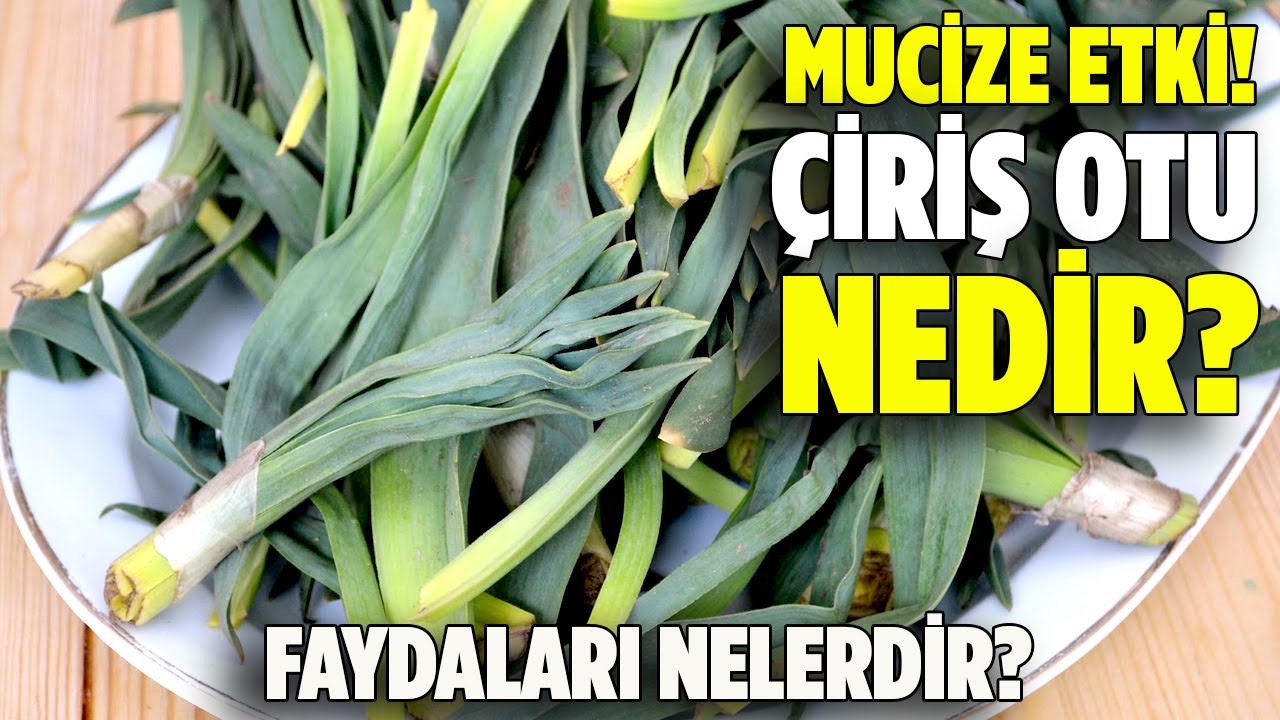 Çiriş Otu Nedir? Çiriş Otu Faydaları Nelerdir? - Gülük Otu Pratik Bilgi Bankası