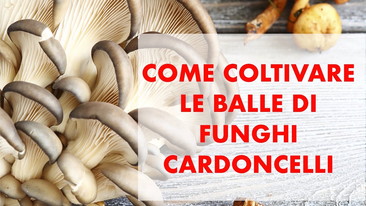 COME COLTIVARE IL FUNGO CARDONCELLO CON LE BALLETTE E QUANTO RENDE