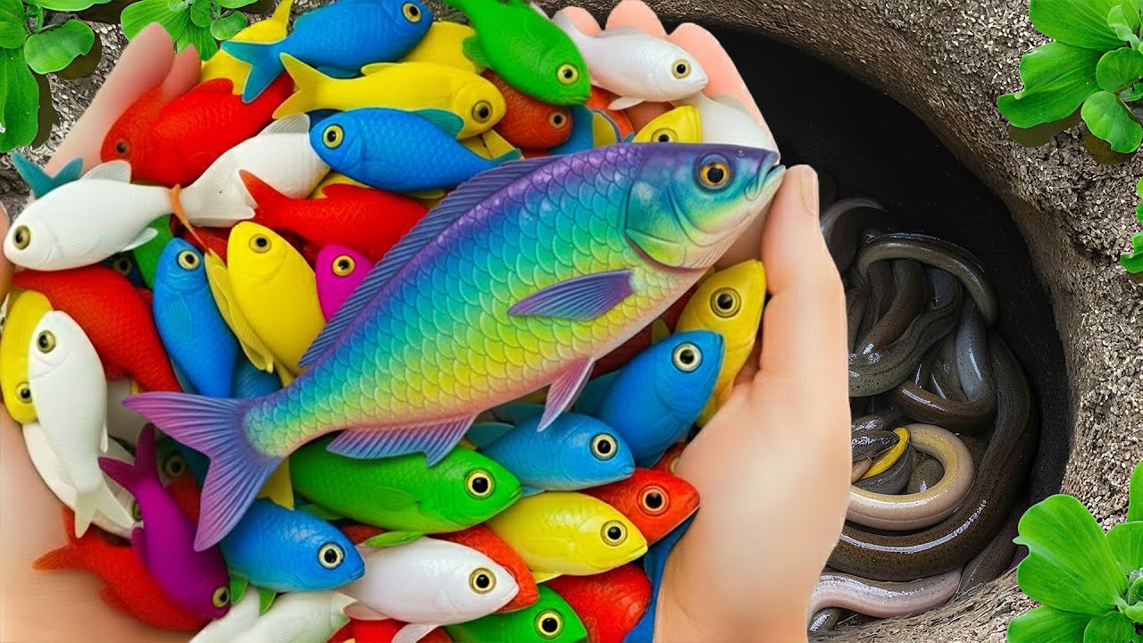 Catch Beautiful Aquarium Fish In Small Pond, Baby Turtles, Eel, Pencil fish, Guppies, Iguanas, Frogs
