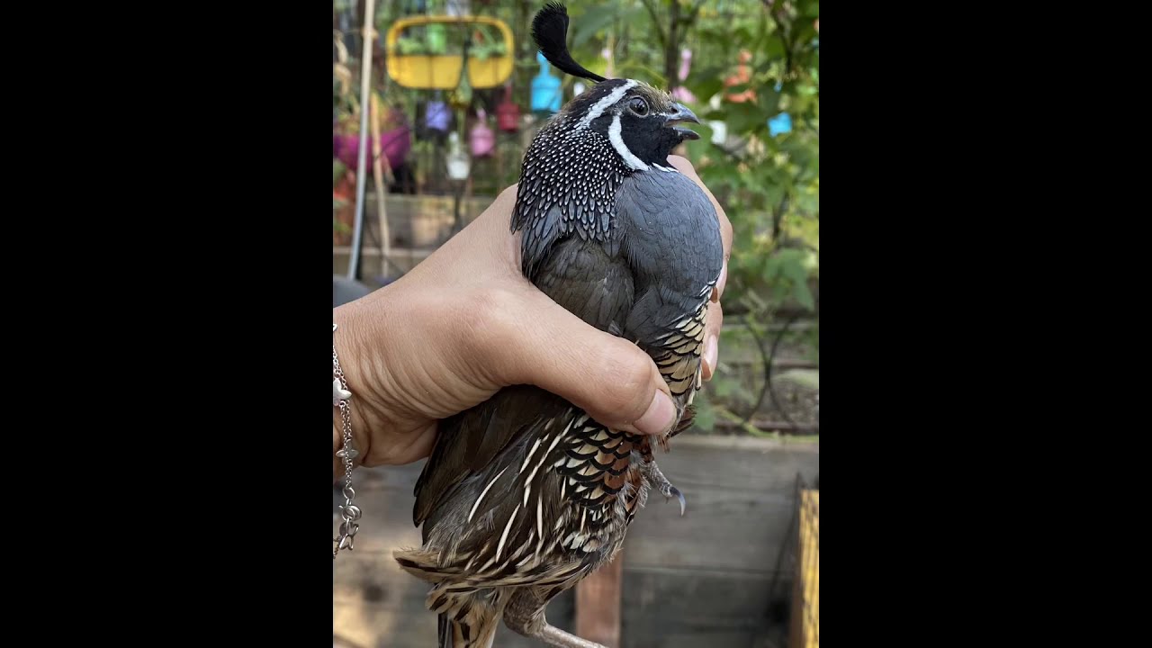 My California Quails.Story from being babies up to 4 months living with me.