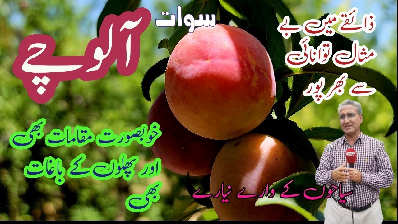 Vast Plum Plantations of Swat: Area, Production, and Varieties | Alocha Plum Aloo Bukhara Fruit