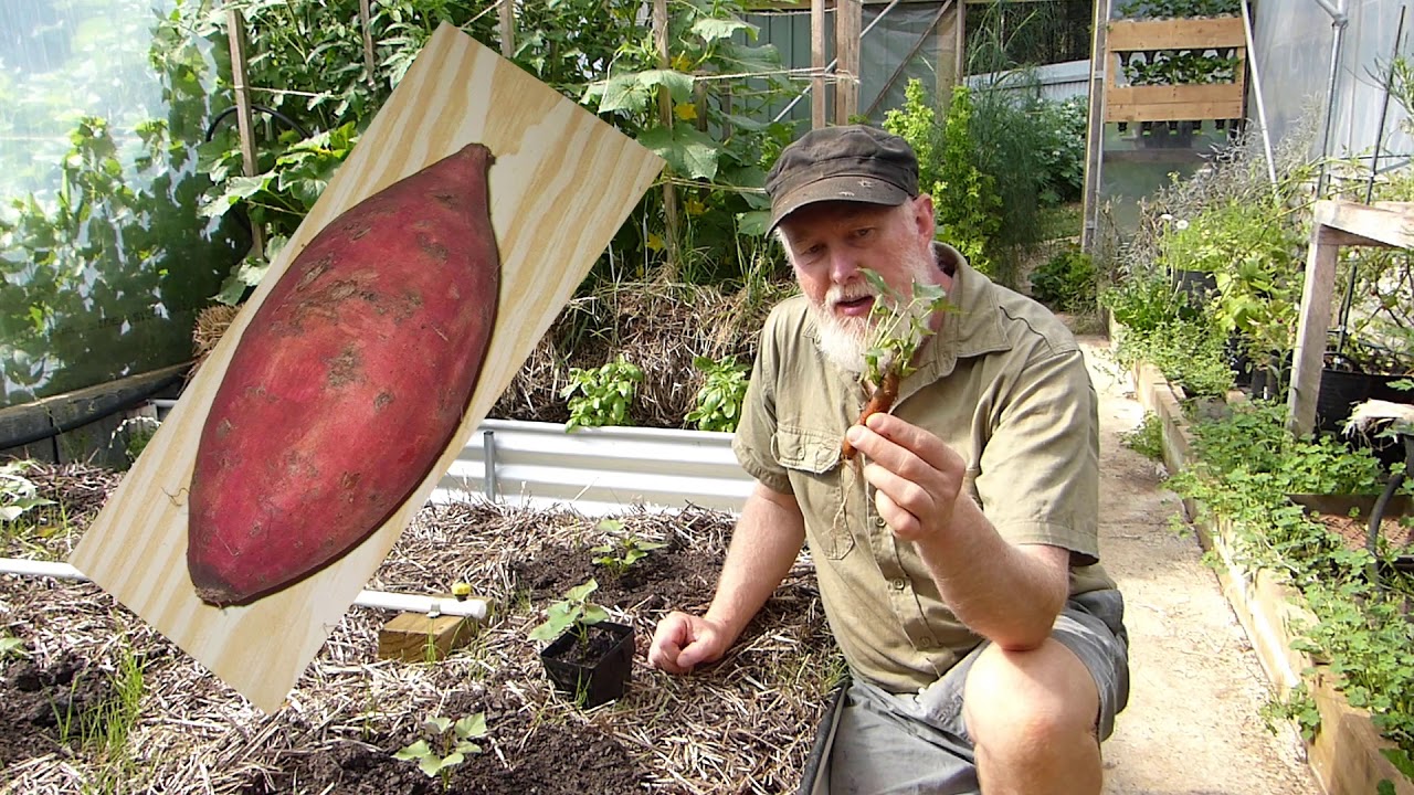 Don't BUY Sweet Potato Plants!