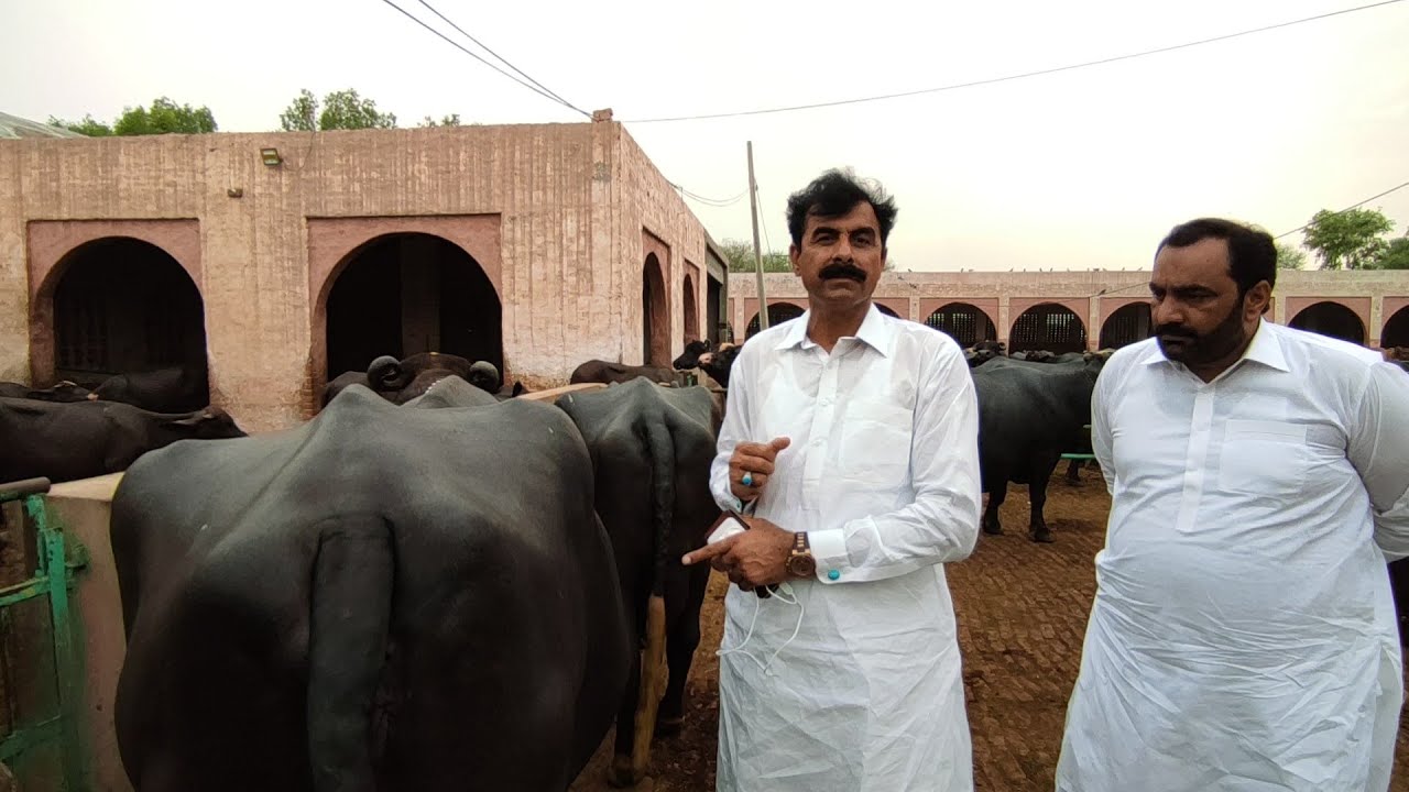 Nili ki pehchan with Haji Shouqat Dogar ( 2nd part)
