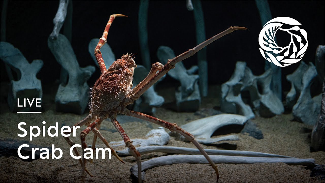 Live Spider Crab Cam &mdash; Monterey Bay Aquarium | Into the Deep