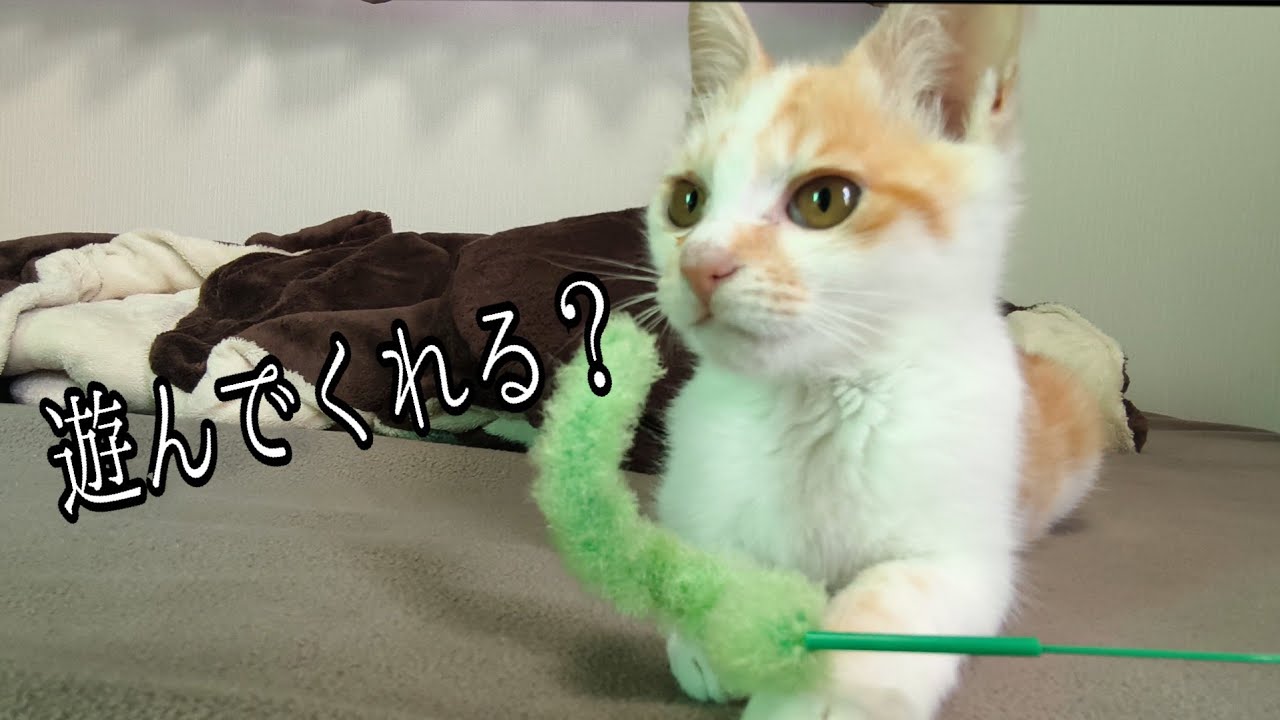 子猫の反応が可愛すぎてやばい…