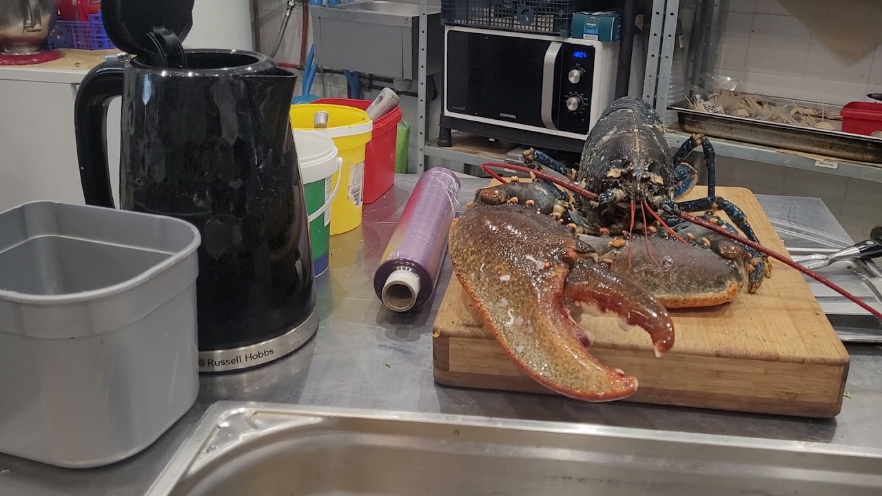 comment tuer un homard sans souffrance