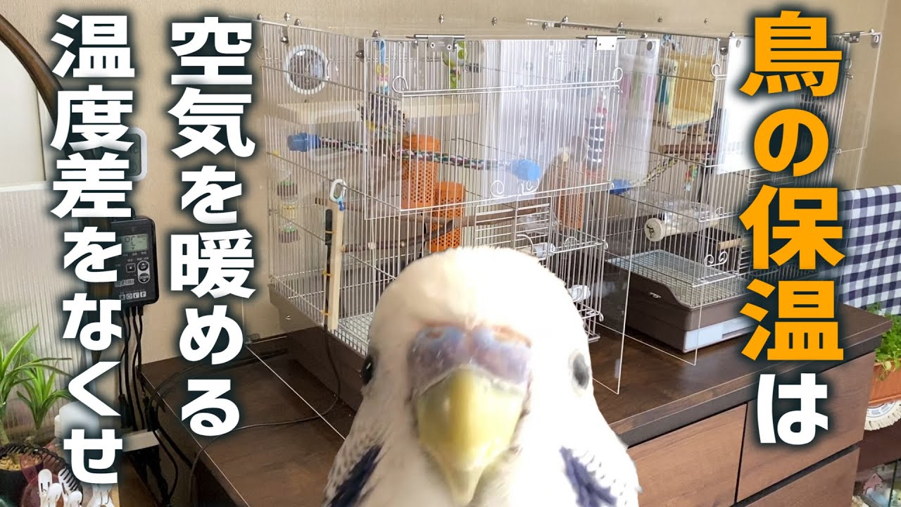 鳥の保温について【基本編】　インコの保温