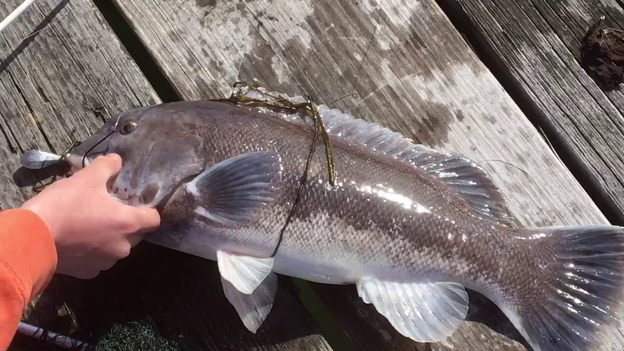 New pb tautog!!