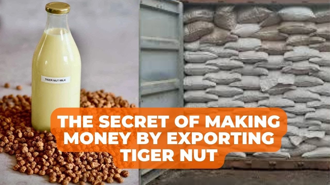 The Secret of Making Money by Exporting Tiger Nut From Nigeria