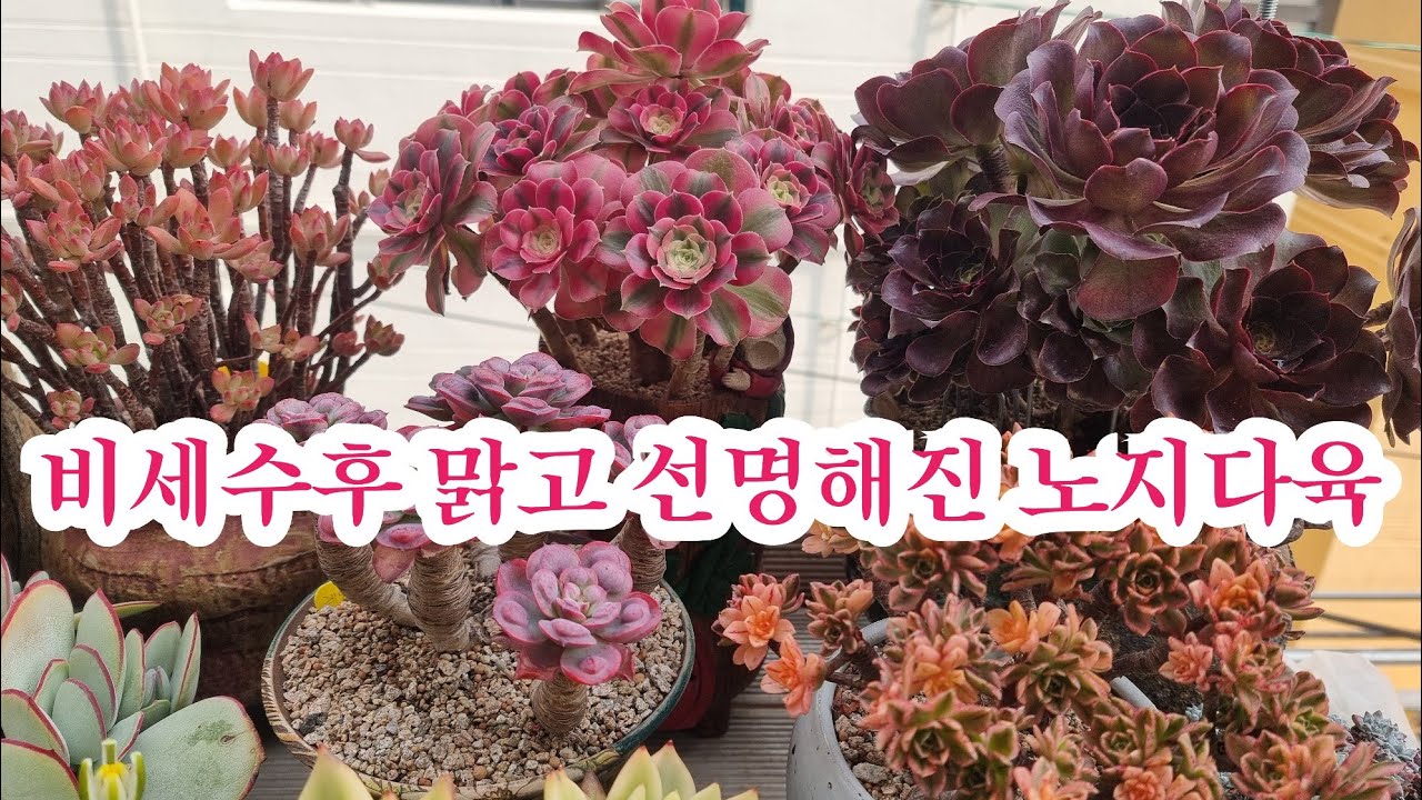 비세수후 넘 맑고 선명한 모습#꽃보다 예쁜#매금장미#핑크여왕