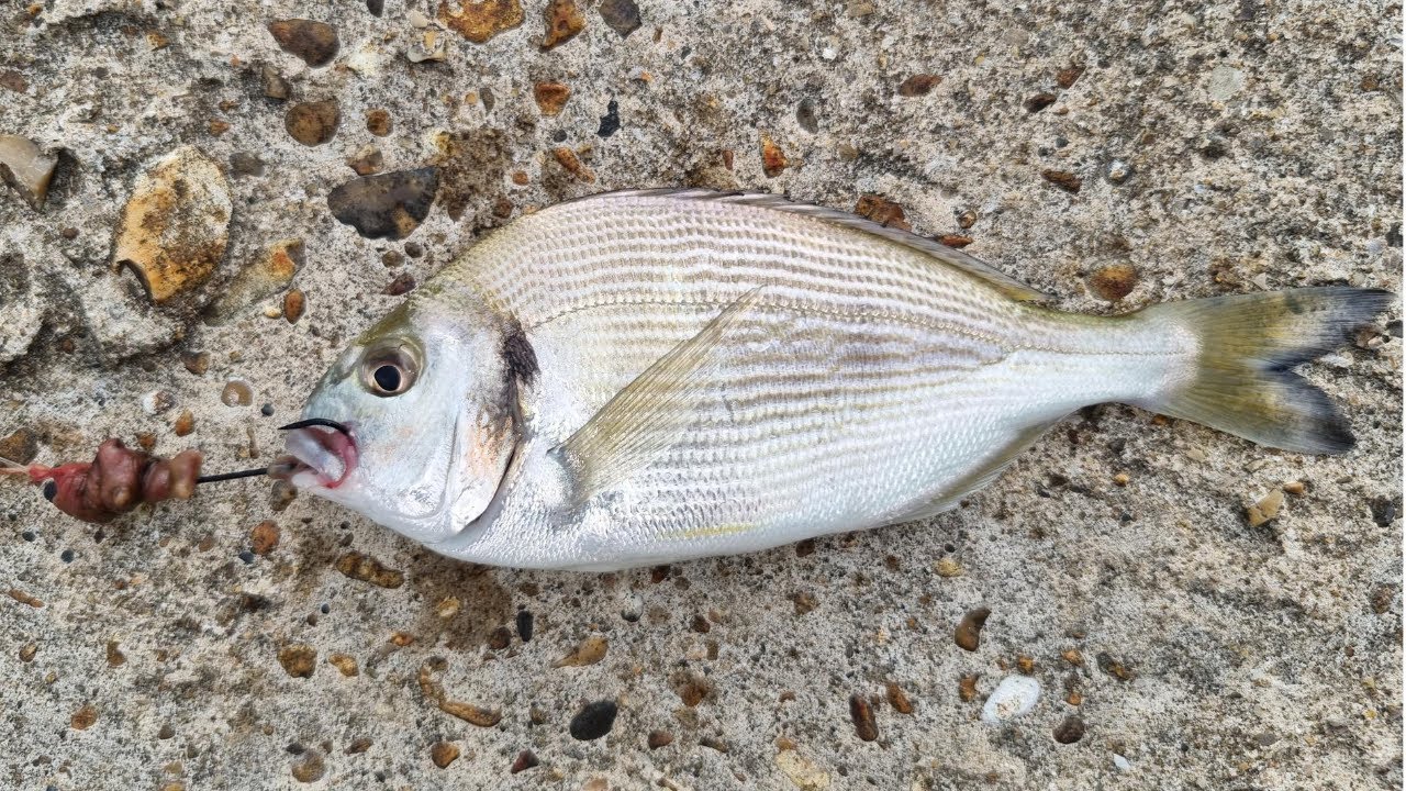 Surprise Catch! Fishing from a Wall | Sea Fishing UK