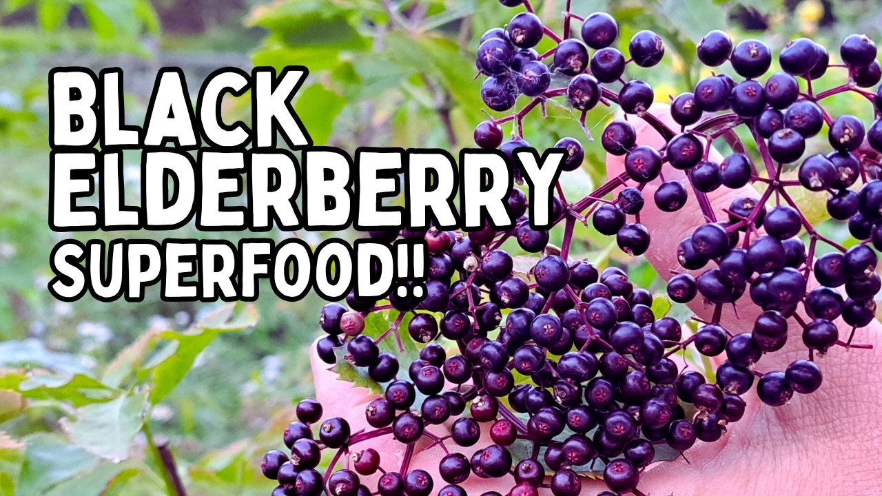 ELDERBERRY: The Amazing Benefits Of Black Elderberry (Growing Elderberry In The Home Garden)