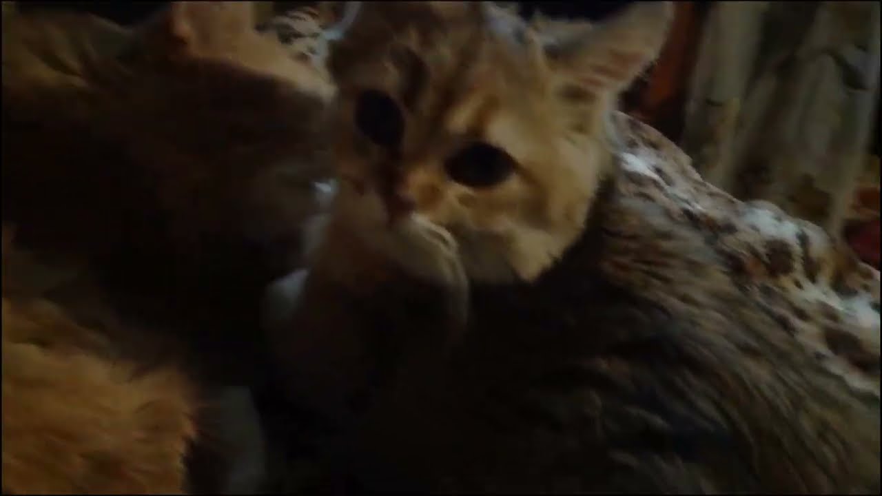 Как растет шотландец КОТ | Часть I 