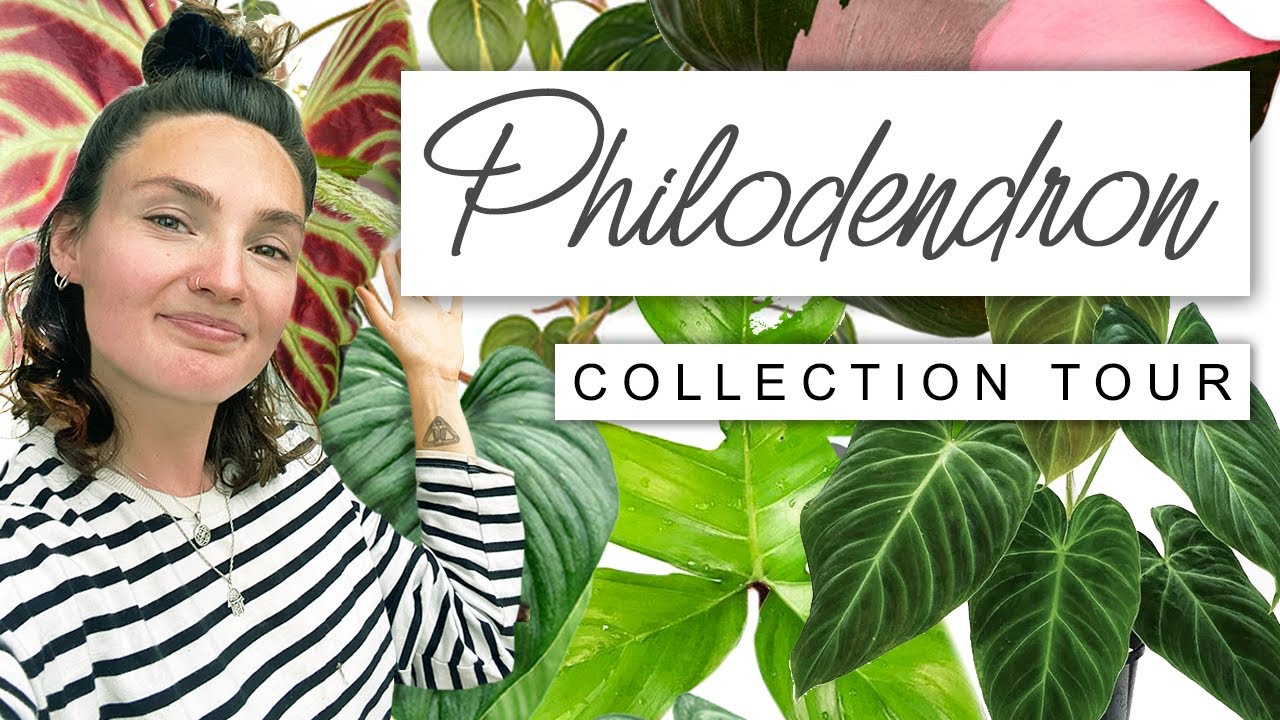 Philodendron Collection Tour 🌱 Philodendron House Plant Tour