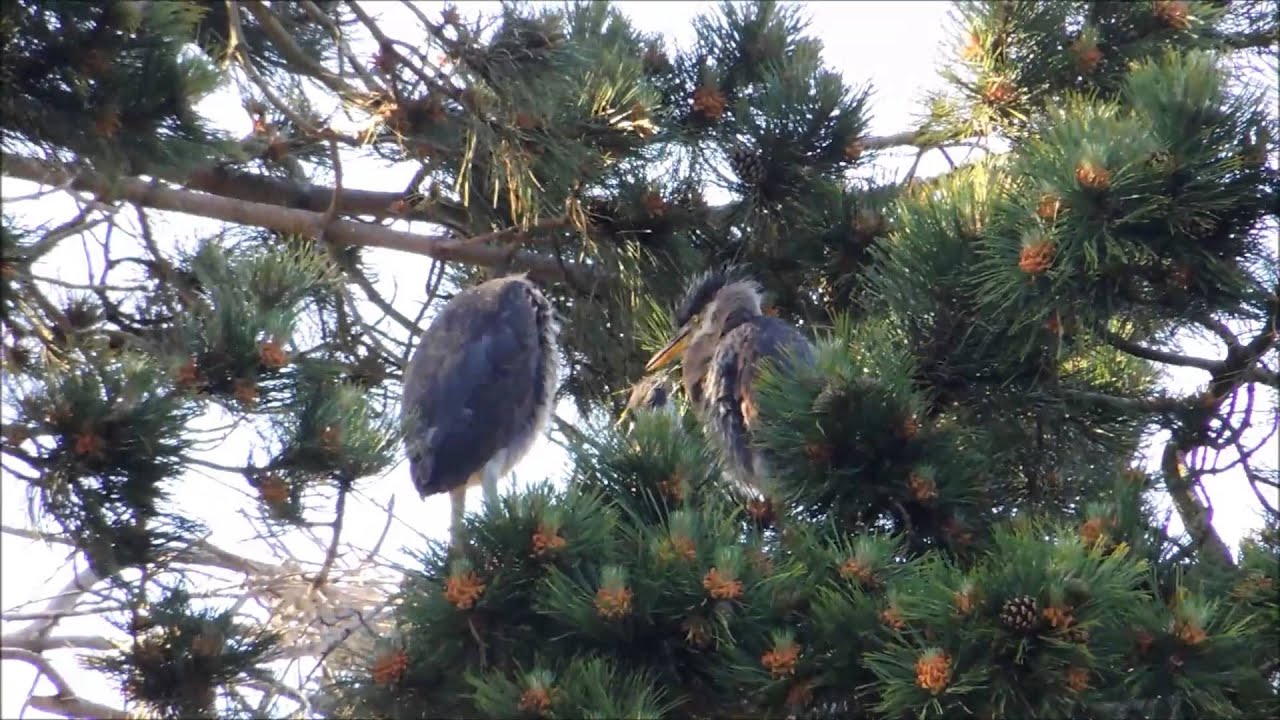 Young herons in Beacon Hill Park