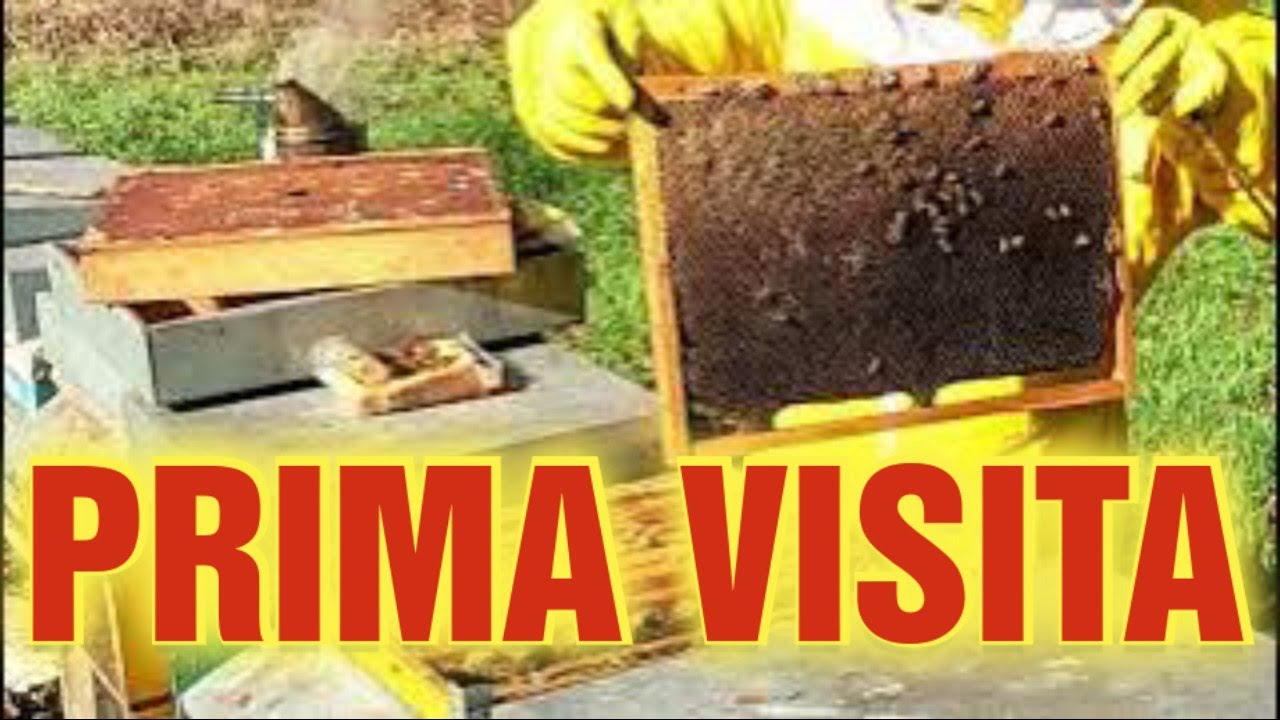Apicoltura CD: Prima visita del 2025, le api stanno bene! (inizia il pressing!)