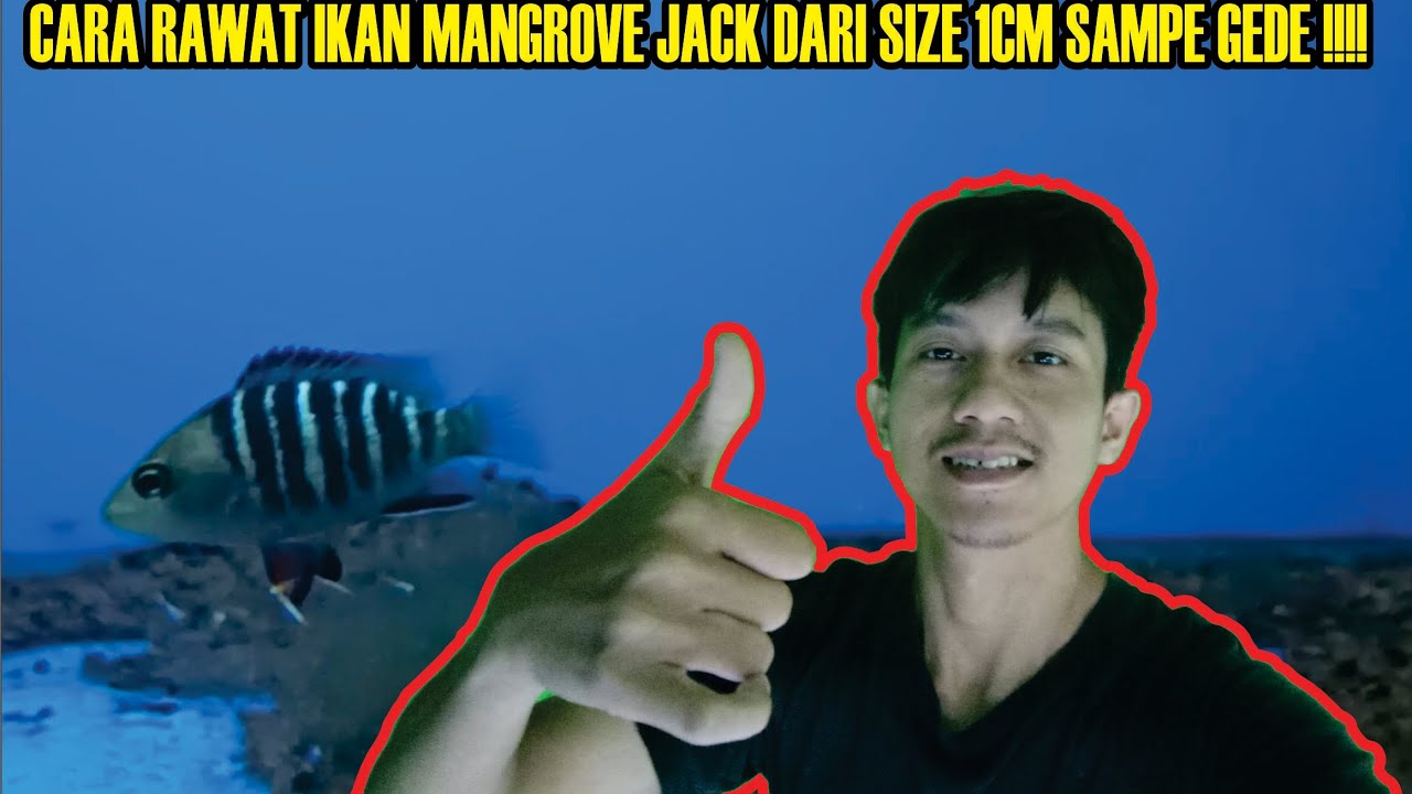 Tips cara merawat ikan mangrove jack dari size baby sampe gede ‼️keeper brackis fish