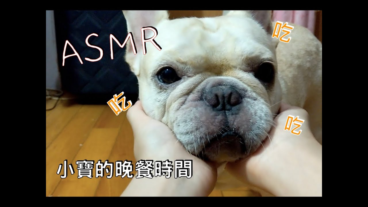 法鬥小寶日常｜【ASMR】小寶的晚餐時間🍗