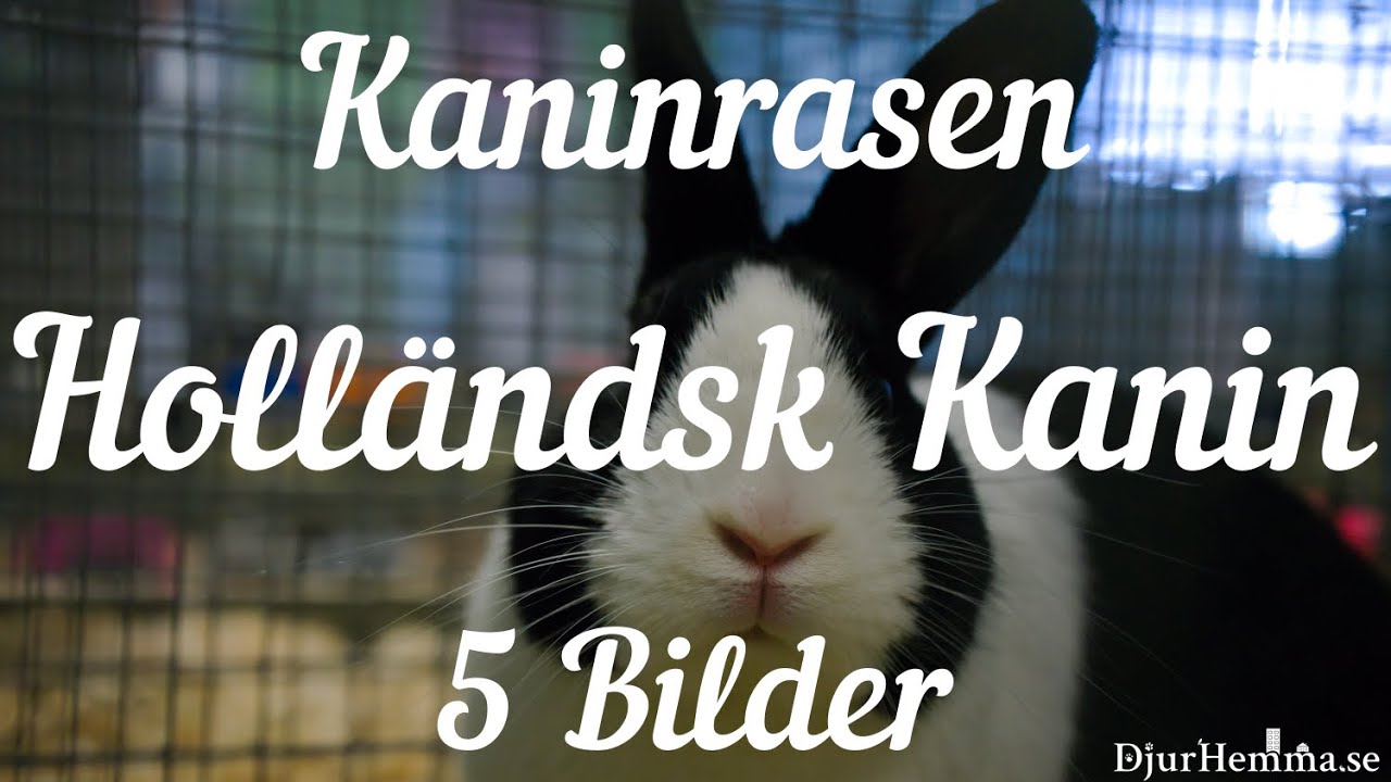 Kaninrasen Holländsk Kanin - 5 Bilder