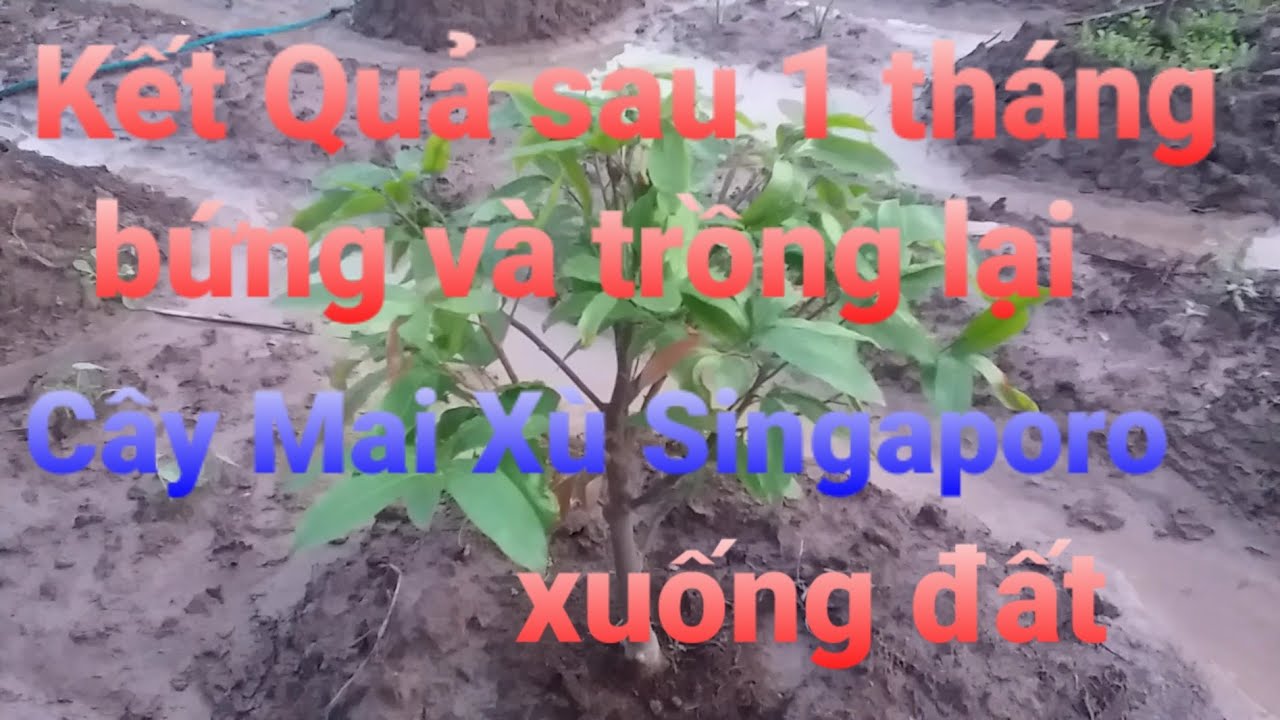 C&acirc;y mai x&ugrave; singrapore bứng v&agrave; trồng lại xuống đất sau 1 th&aacute;ng #maivangsoctrang #maxu #maidotbien