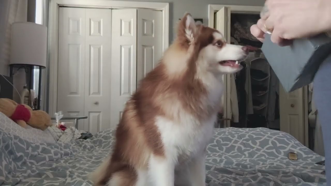 Rocky unboxes the 4K Sports Action Camera and hits the streets collar cam style POV #pomsky #puppy