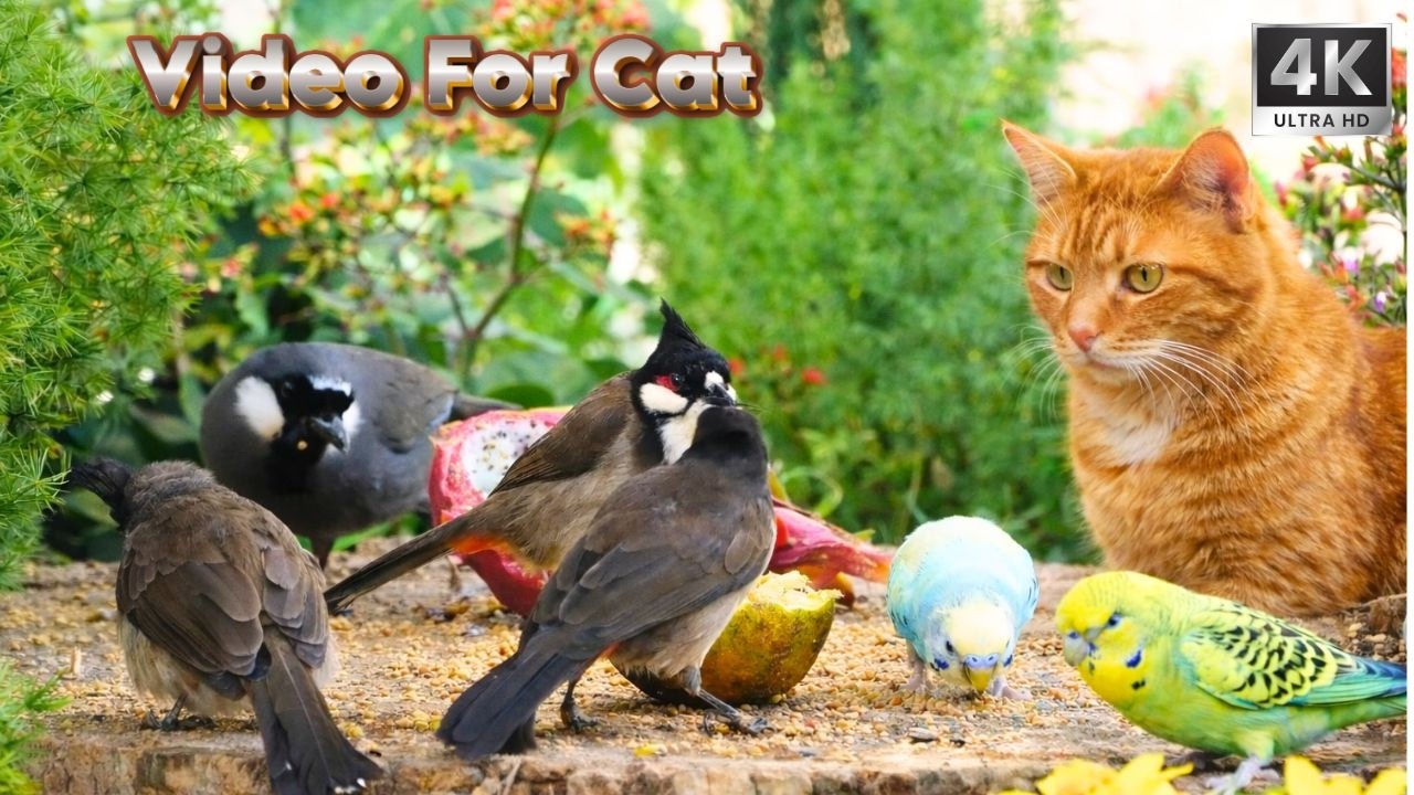 Cat TV for Cats to Watch 😺 Birds Gathering for a Vibrant Feast | 3HOURS 4K-HDR