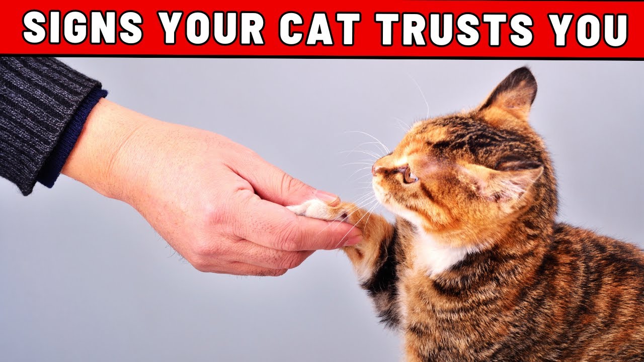 8 Signs You Have Gained Your Cat's Trust and Loyalty (NOT EASY!)
