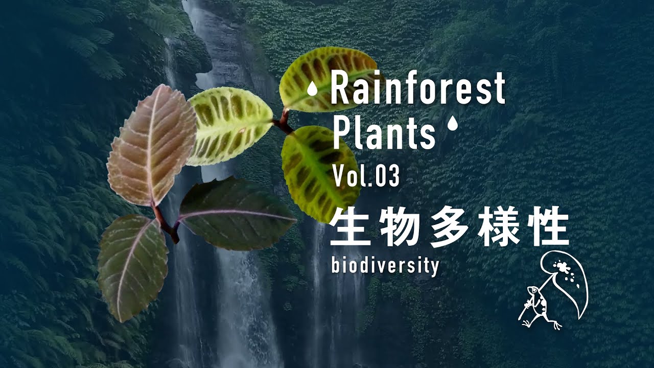 雨林植物について③生物多様性【パルダリウム専門チャンネル】