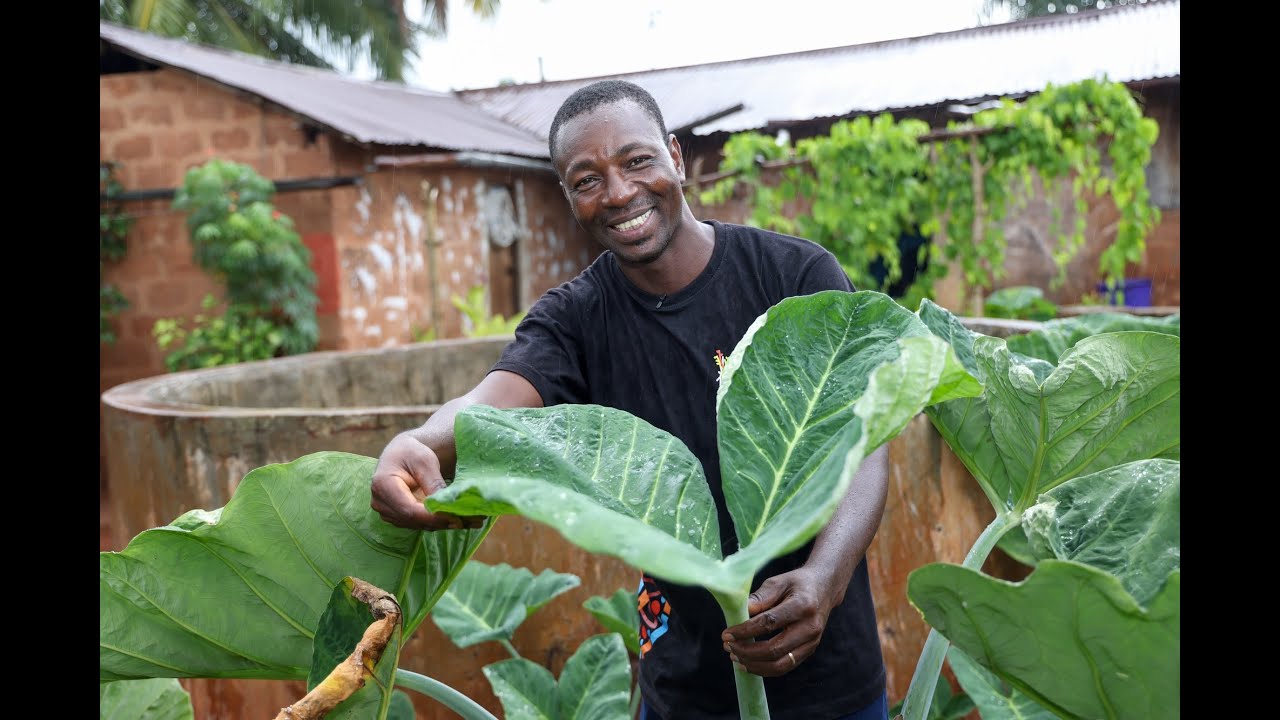 Rooted Progress: Boosting Taro and Cocoyam Farming in Togo | Powering Planetary Change  | TRAILER