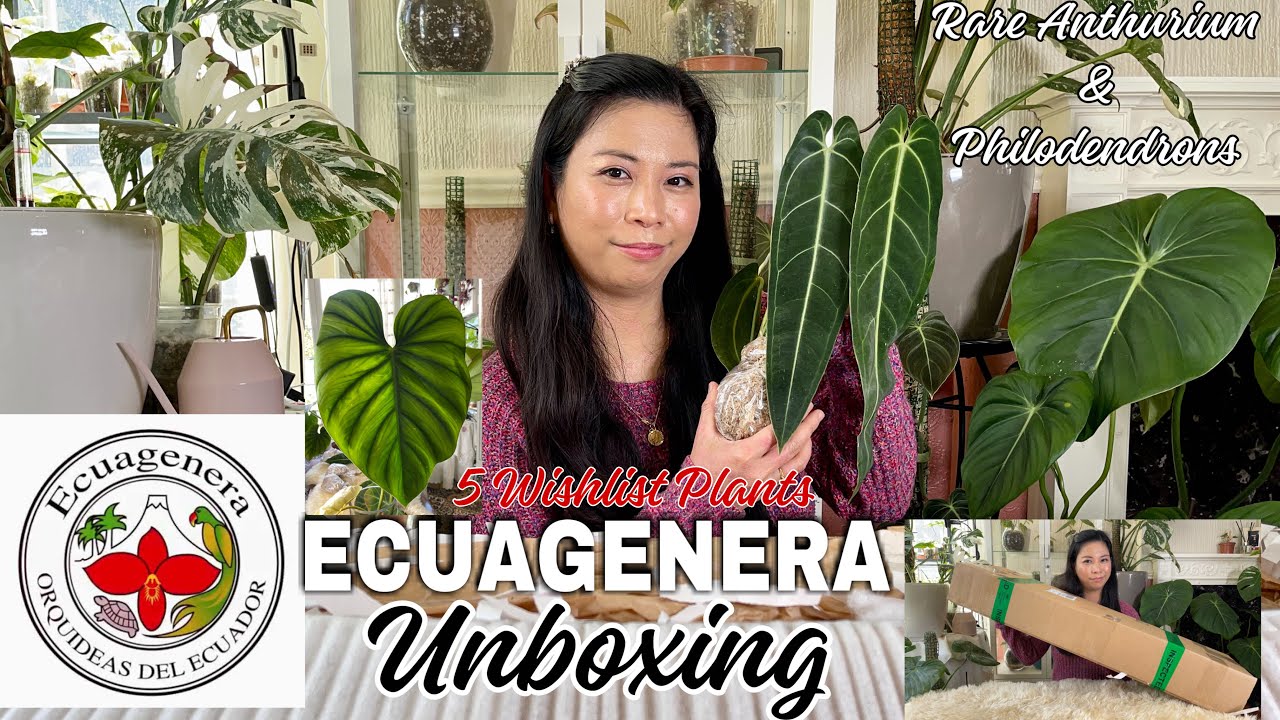 My First Ecuagenera Unboxing | Importing Rare Anthurium & Philodendrons | Unboxing 5 Wishlist Plants