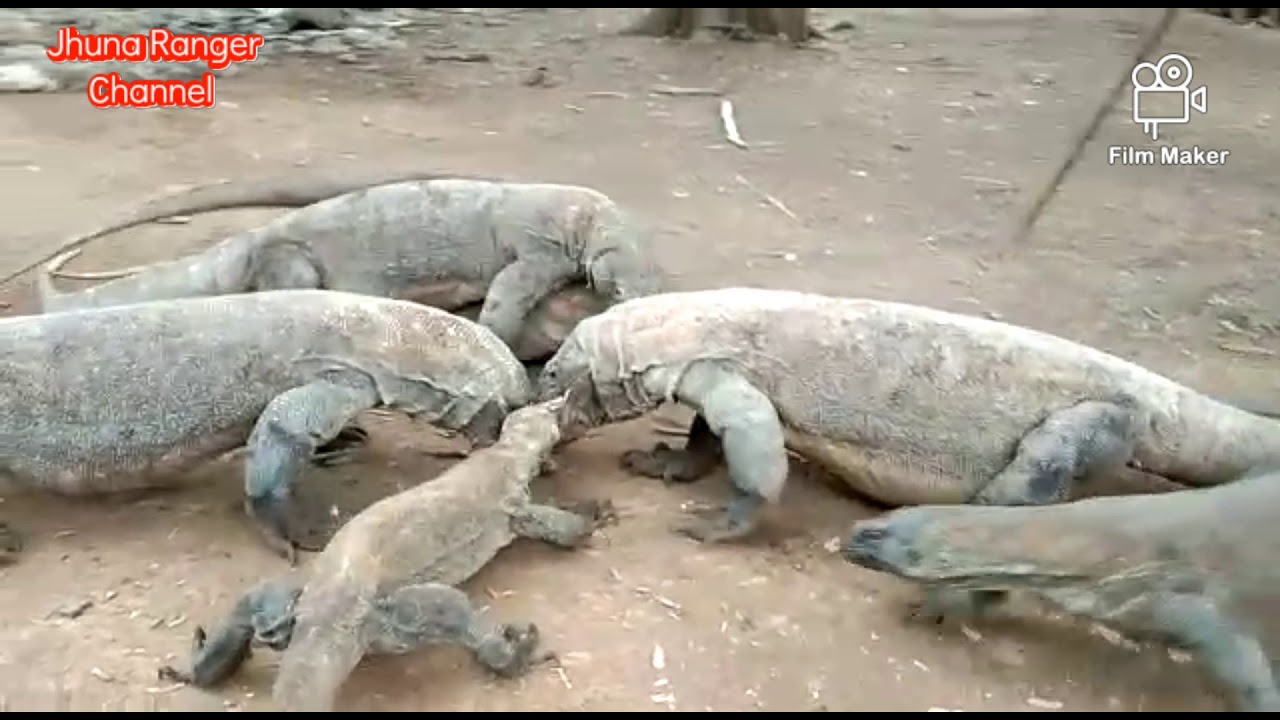 Komodo Dragons Eat Deer Carcass
