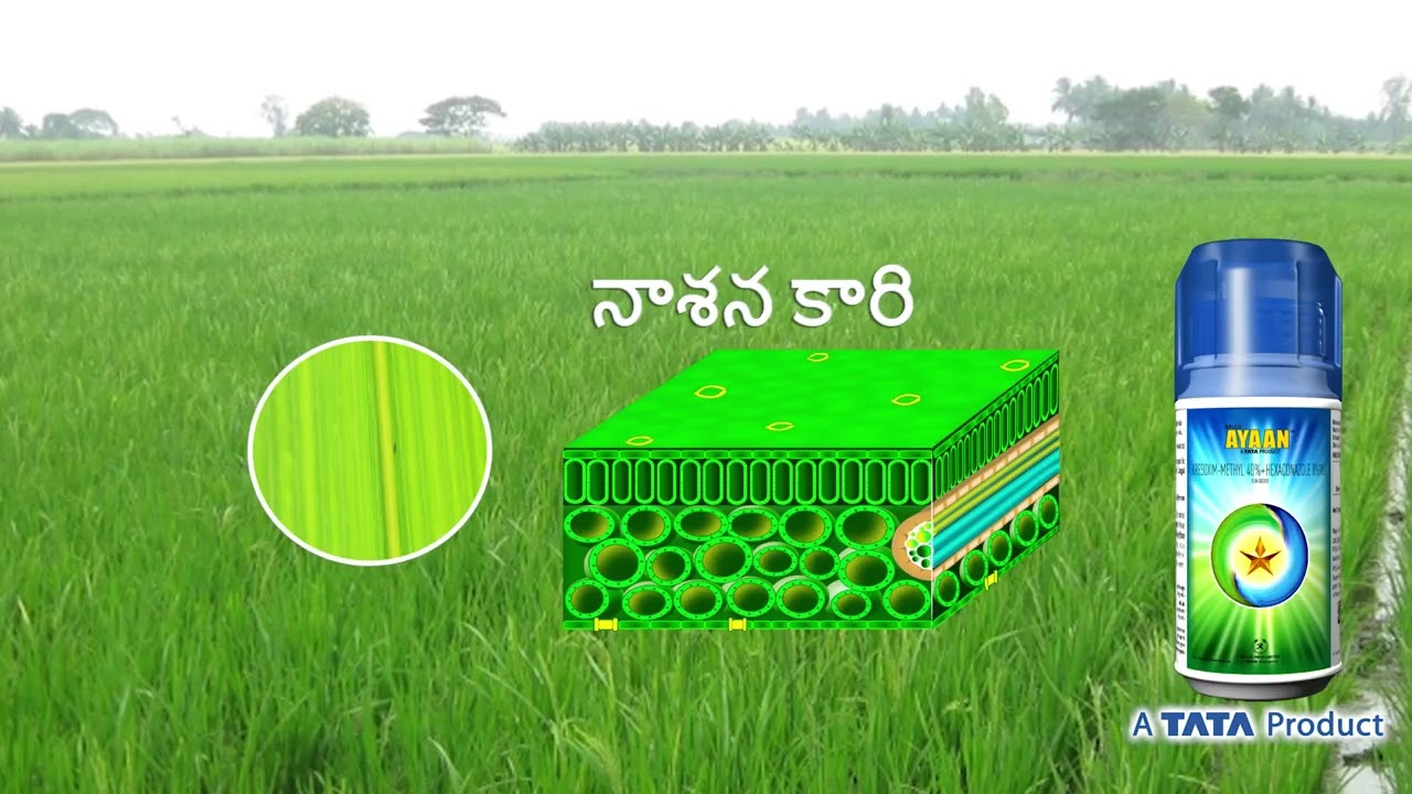 ayaan in telugu