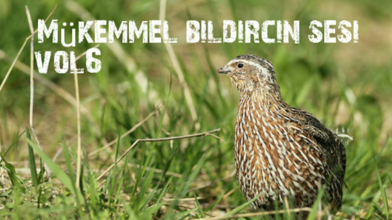 MÜKEMMEL BILDIRCIN SESİ 2./VOL3