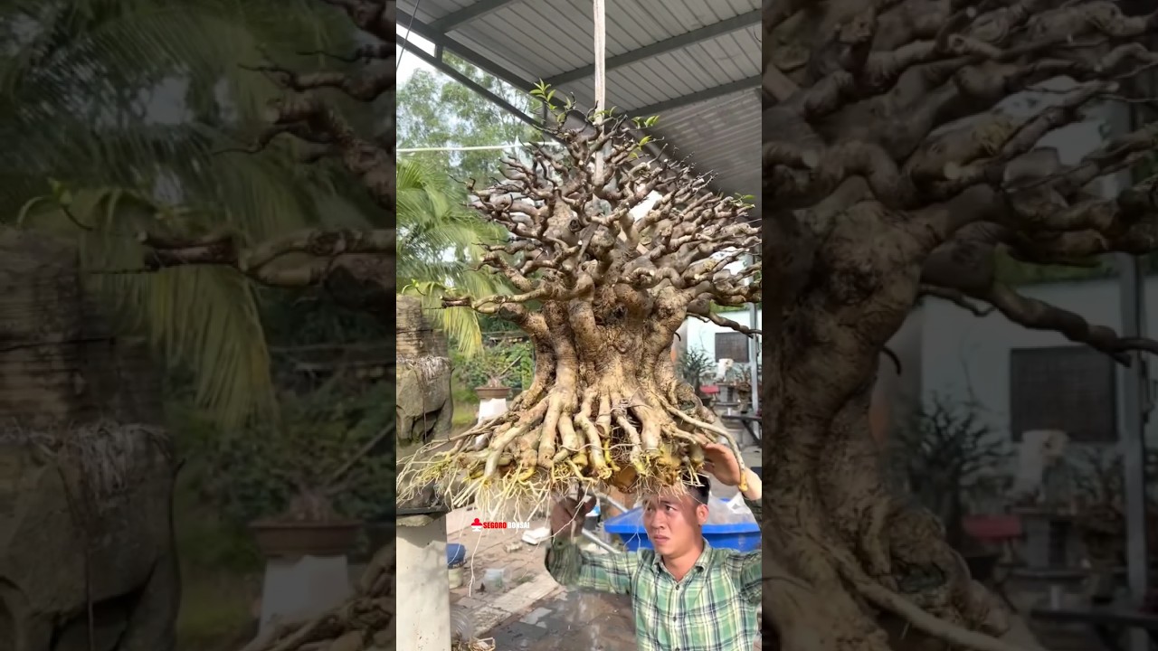 🔴Eksekusi‼️Potong akar bonsai anting putri Mr. Trần Tr&uacute;c #bonsai #bonsaiantingputri #fyp #fypシ