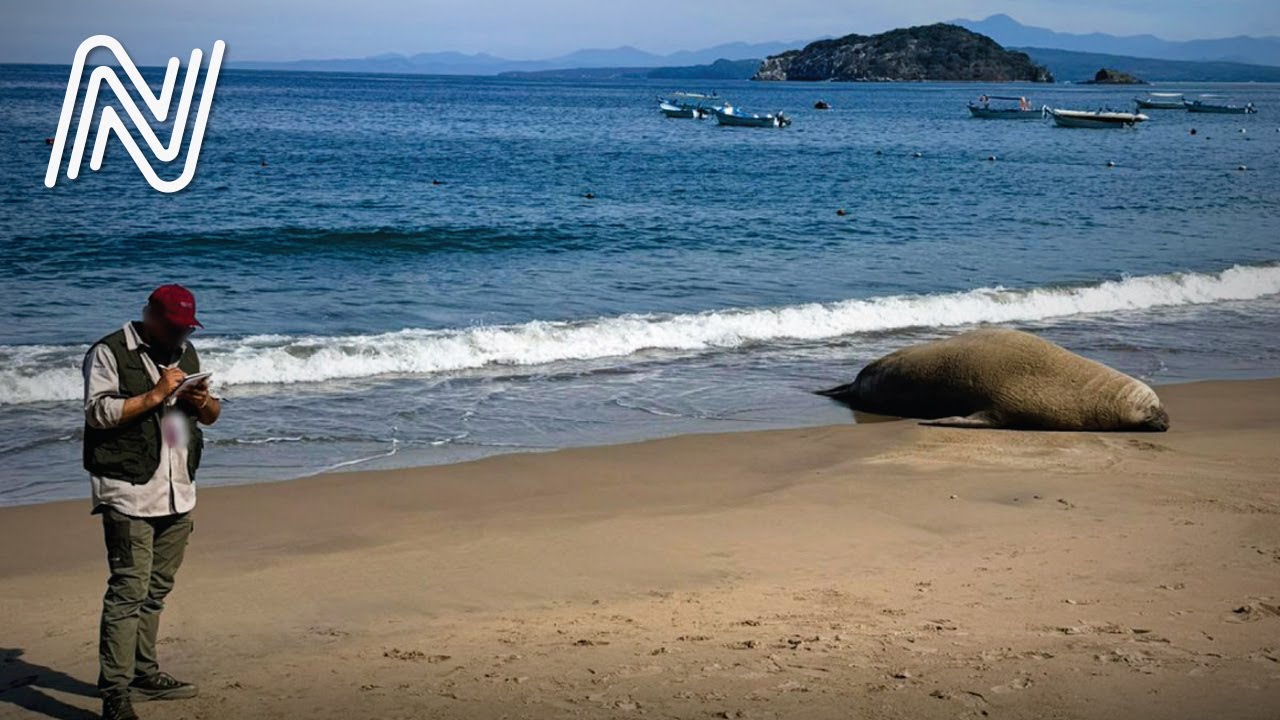 Elefante marino “Panchito” que llegó a la playa Los Ayala tiene perfecto estado de salud | JN