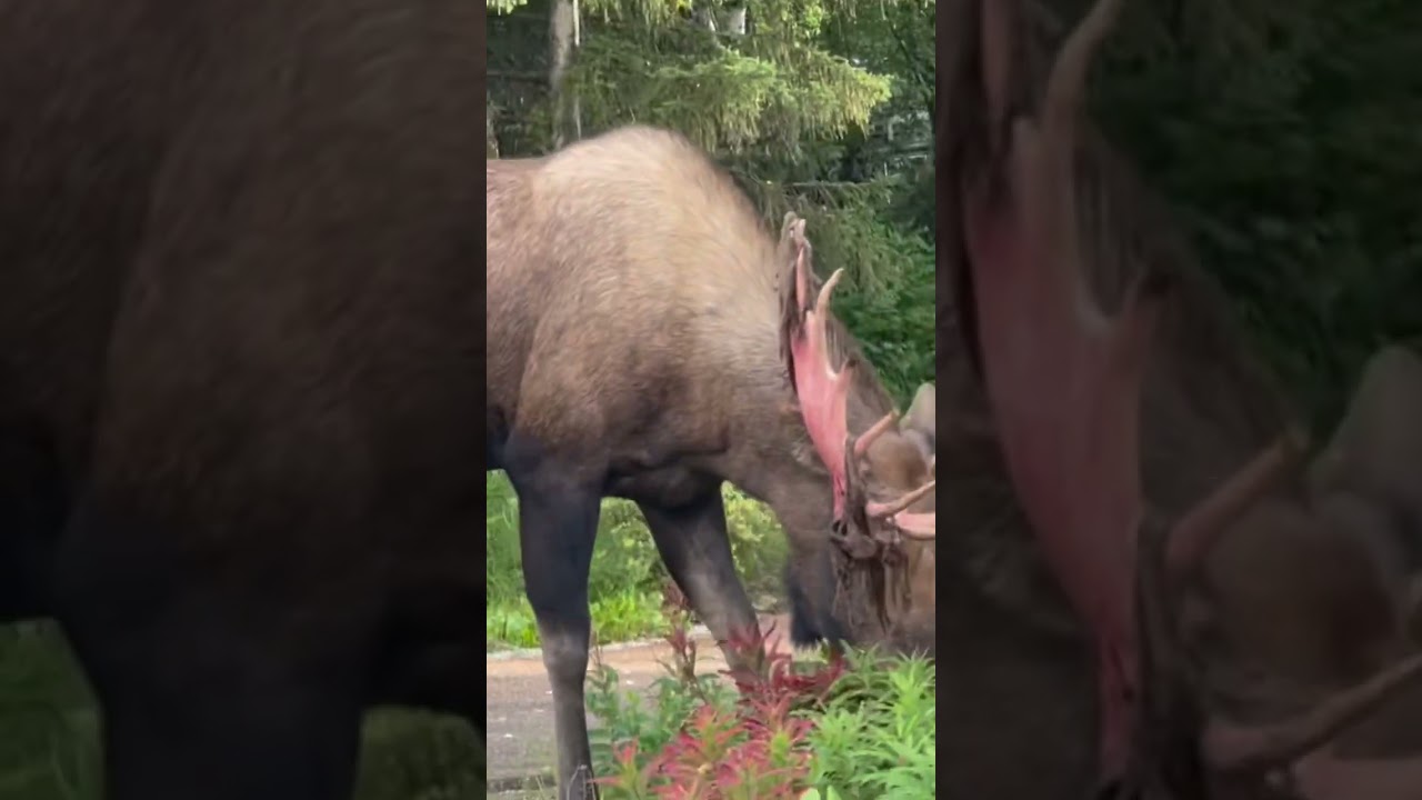 Crazy moose been a big fight