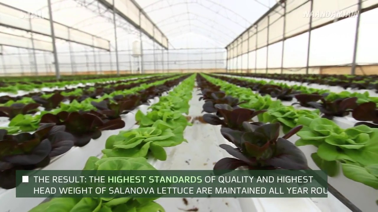 Climate Control in Greenhouses