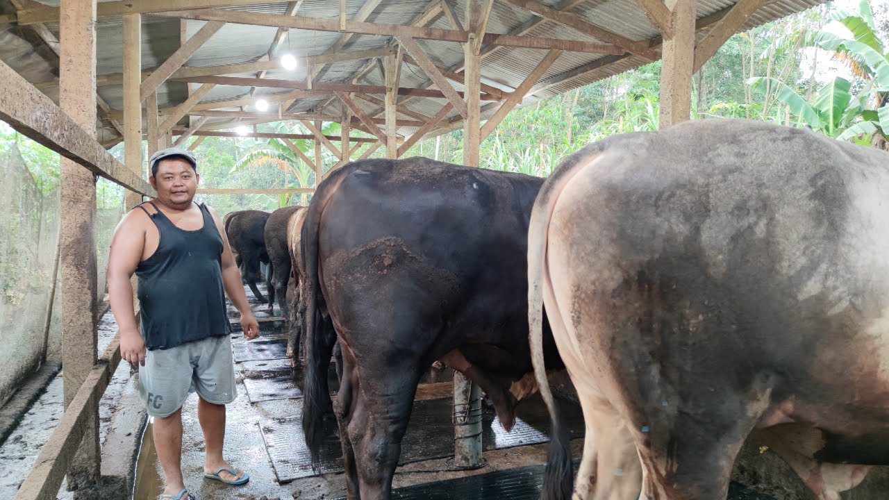 PENGGEMUKAN SAPI SUKSES Cukup 3 KALI Pakan Tanpa Ngarit | 3 Bulan Panen Omset Puluhan -Ratusan JUTA